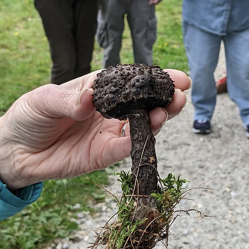 Foraging Edible and Medicinal Mushrooms - logo